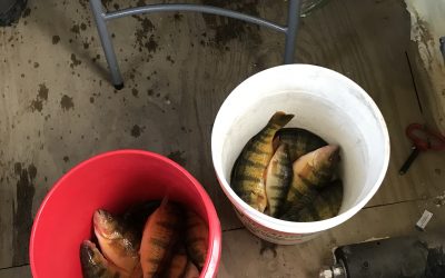 Ice and an Ice Fishing Report-Dec. 16th, 2018