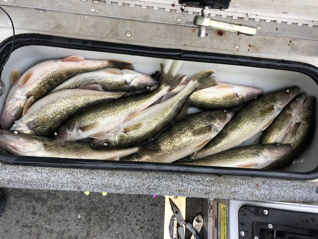 walleyes