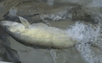 Lake Sakakawea Fishing Report- July 11th, 2021