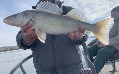 Missouri River Fishing Report- November 8th, 2021