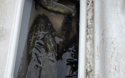 Missouri River Fishing Report-March 31st, 2024