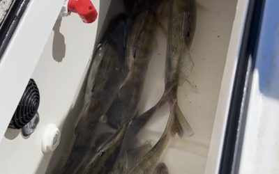 Missouri River Fishing Report-April 22nd, 2024