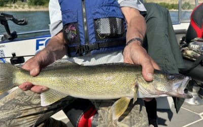 Lake Sakakawea Fishing Report-July 14th, 2024
