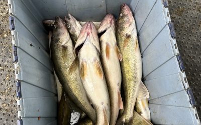 North Dakota (DL) Fishing Report-August 18th, 2024