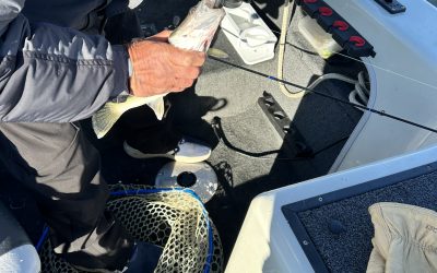 Missouri River Fishing Report-November 10th, 2024