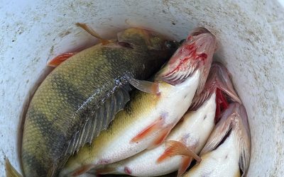 Ice Fishing Report-December 29th, 2024